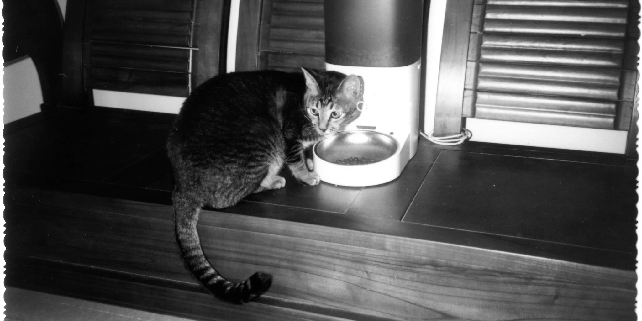 Automatic Pet Feeders Worth Buying for Every Household