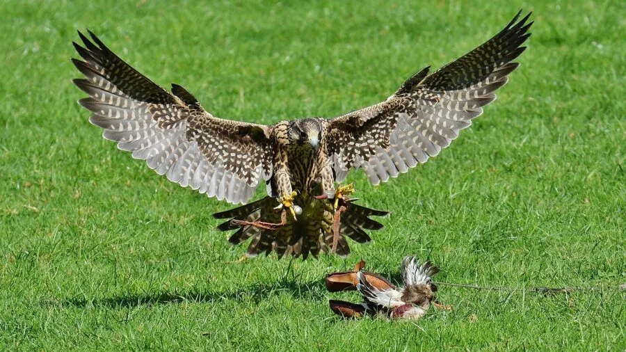 Bird captured mid-flight against sky, wings extended during dynamic movement