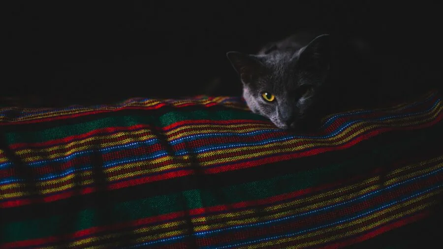 Cat exploring dimly lit indoor space during evening hours, showcasing feline nighttime behavior