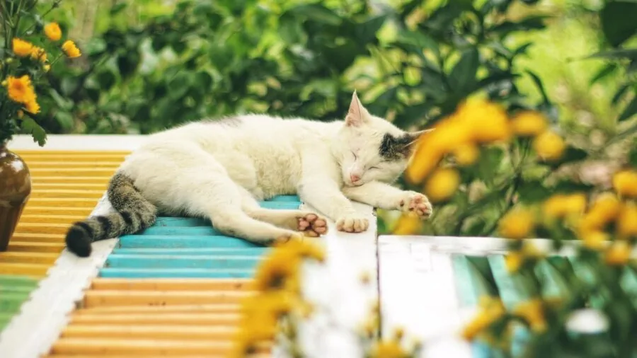 Cat sleeping peacefully in a dimly lit bedroom at night, representing quiet home environment