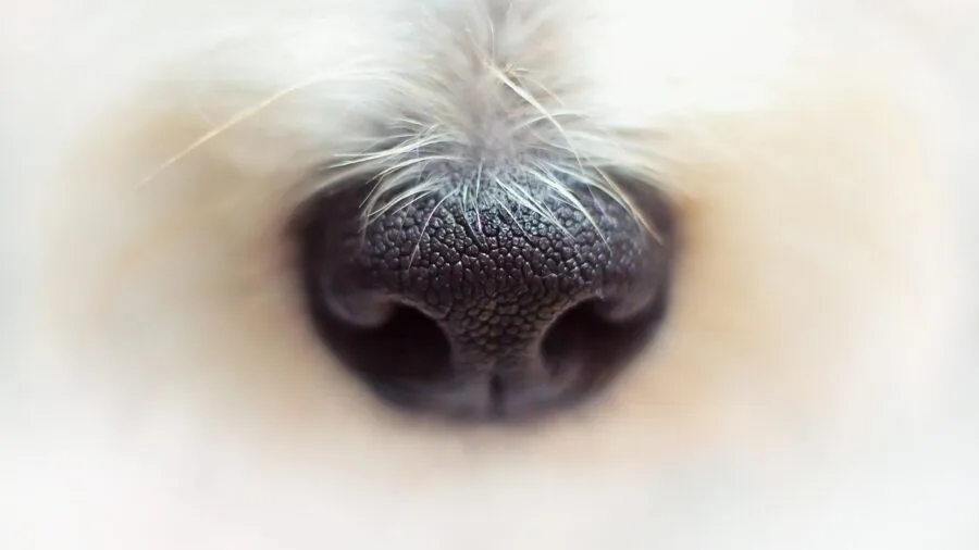 Close-up of a dog's face showing fine details and clarity of fur texture and expression