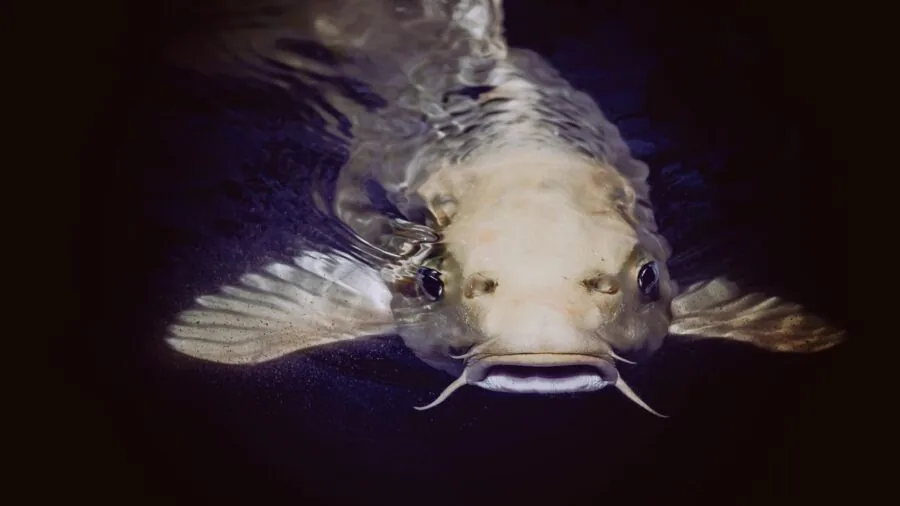 Close-up of a hand underwater during swimming, demonstrating water submersion and durability in aquatic environment
