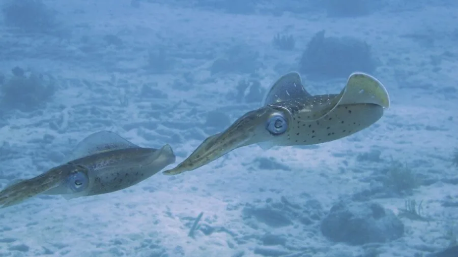Diver exploring underwater depths with measuring equipment and depth gauge during ocean dive