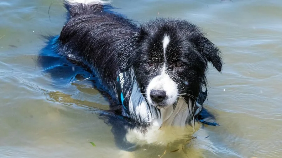 Dog swimming in water during outdoor play, demonstrating need for waterproof pet accessories