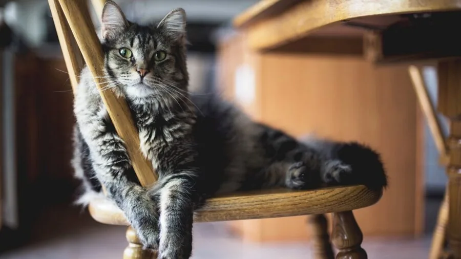 Dog walking across living room floor while owner watches from couch in bright home setting