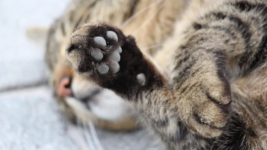 Dog with muddy paws on home floor, depicting pet mess that robot vacuums help manage