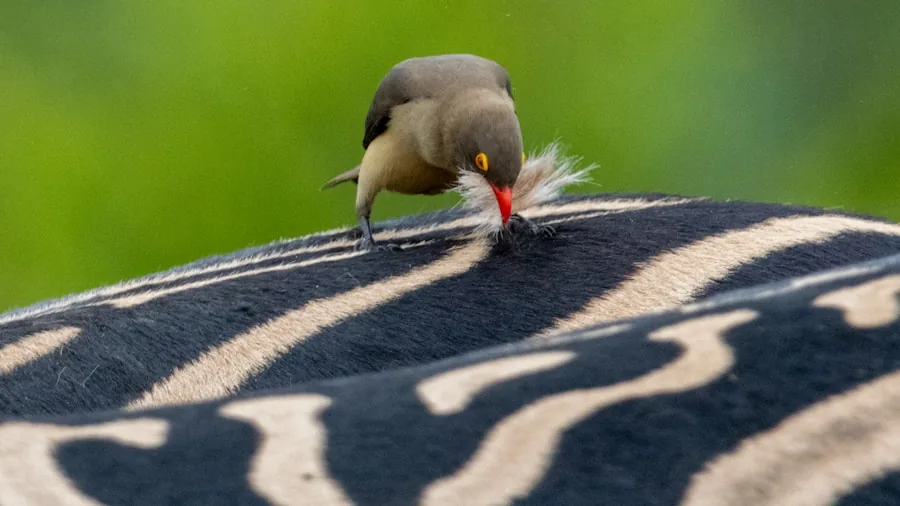 extreme telephoto zoom wildlife bird photography