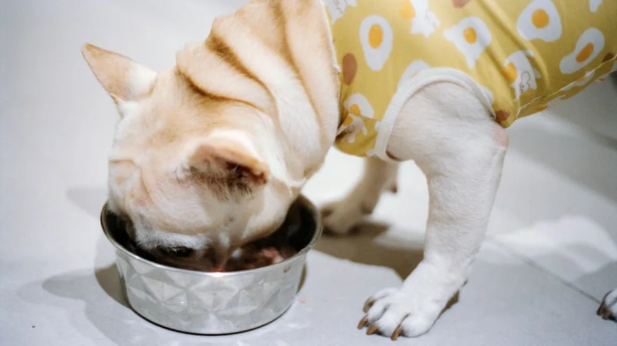 Person calling their dog to come eat, pet feeding time routine at home