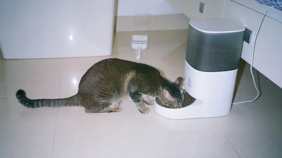 Person feeding cat at home during daily routine