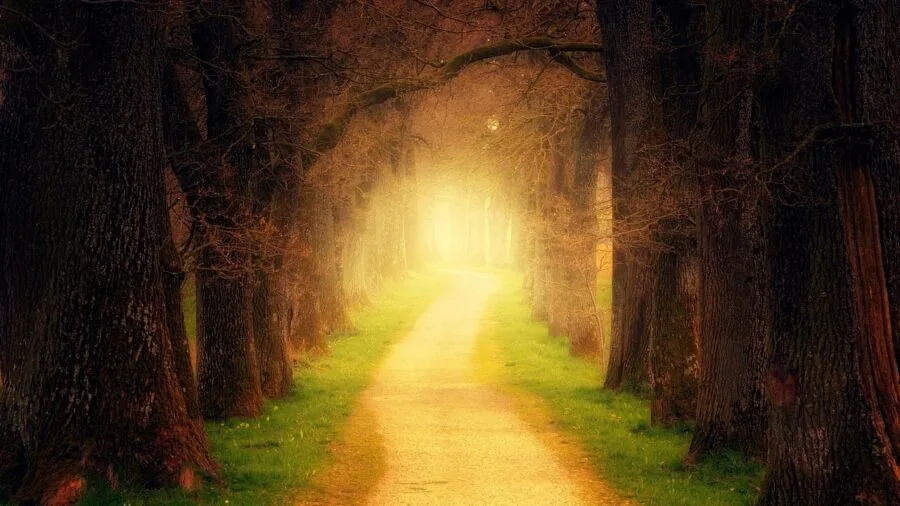 Person hiking through dense forest at dusk with natural low-light conditions