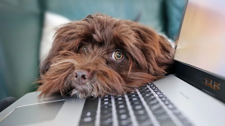 Person researching laptop specifications and RAM compatibility on their computer