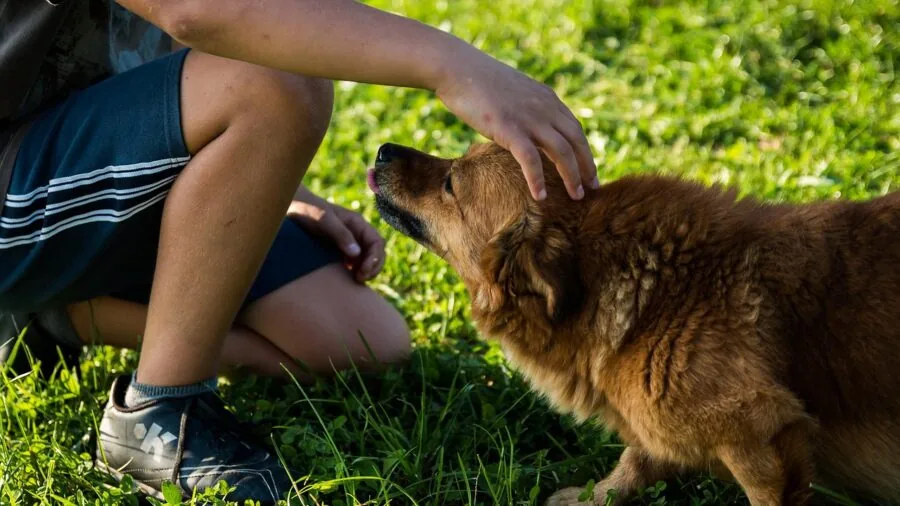 Person reviewing financial documents and bills at home, planning pet care budget