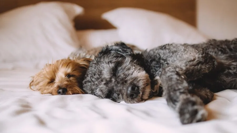 Person sleeping in bed with health monitoring technology tracking sleep data and patterns overnight
