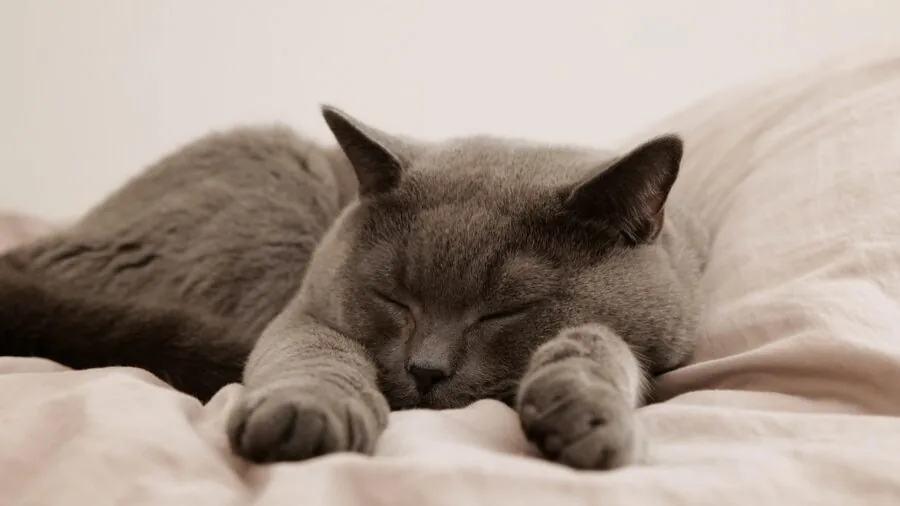 Person sleeping soundly in bed with peaceful expression, demonstrating comfortable rest and relaxation