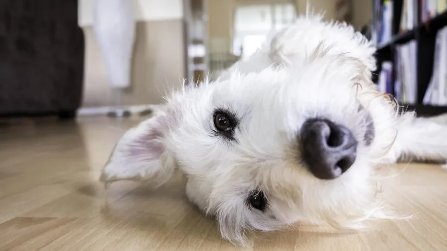 Person vacuuming hardwood floor with pet hair visible in home living space