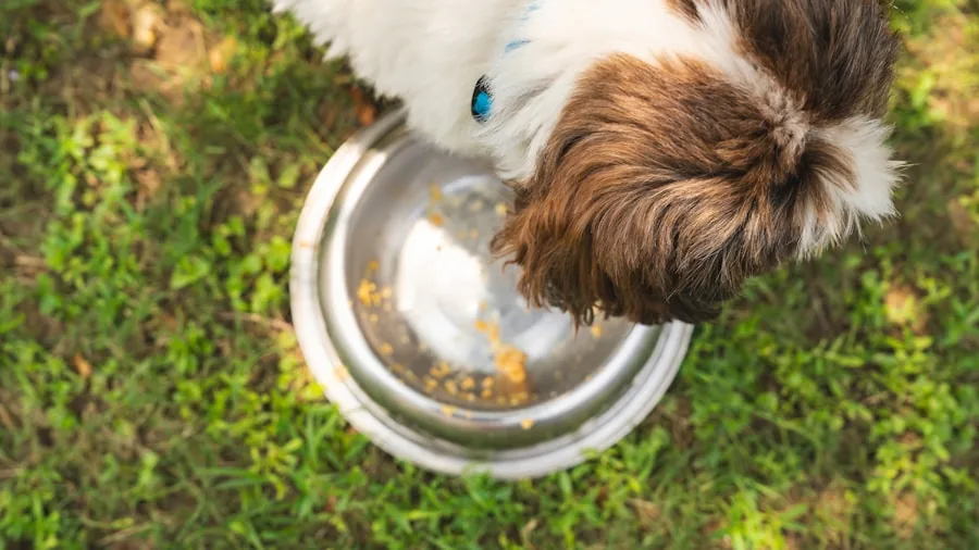 Person washing a pet food bowl in kitchen sink with soap and water