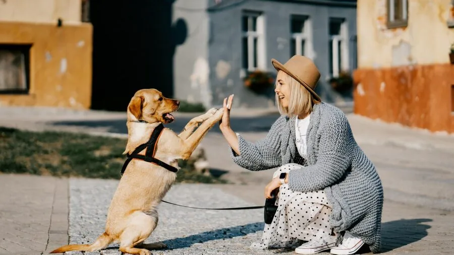 Person watching their dog at home through a pet camera on their phone