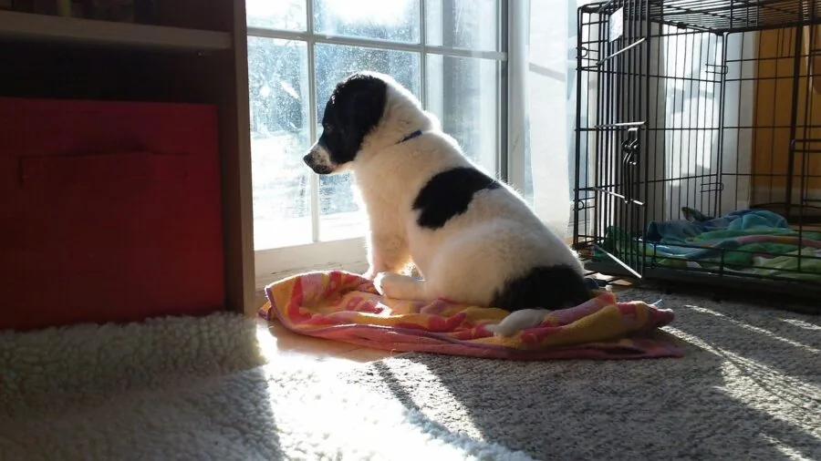 Pet dog looking out window as sunlight and shadows move across room
