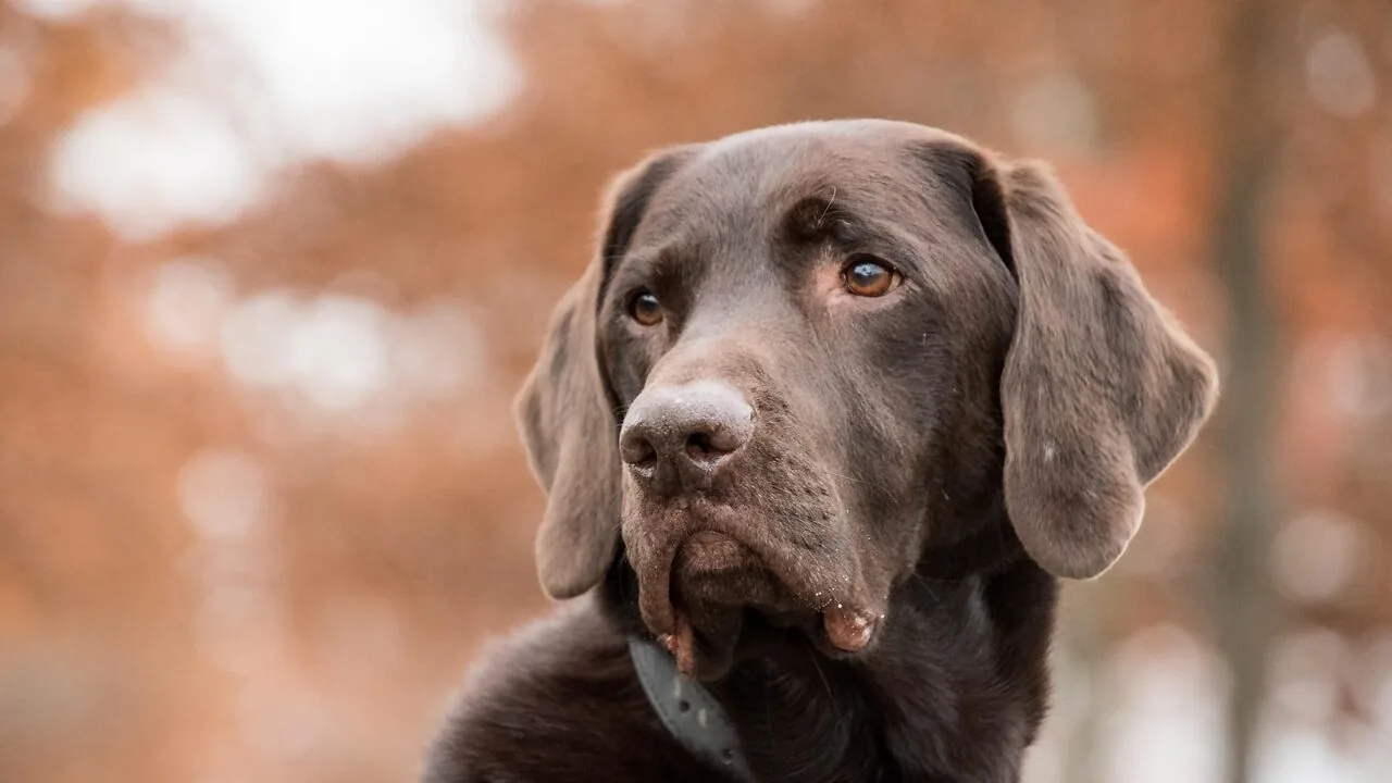 Pet GPS Trackers Worth Buying for Every Owner