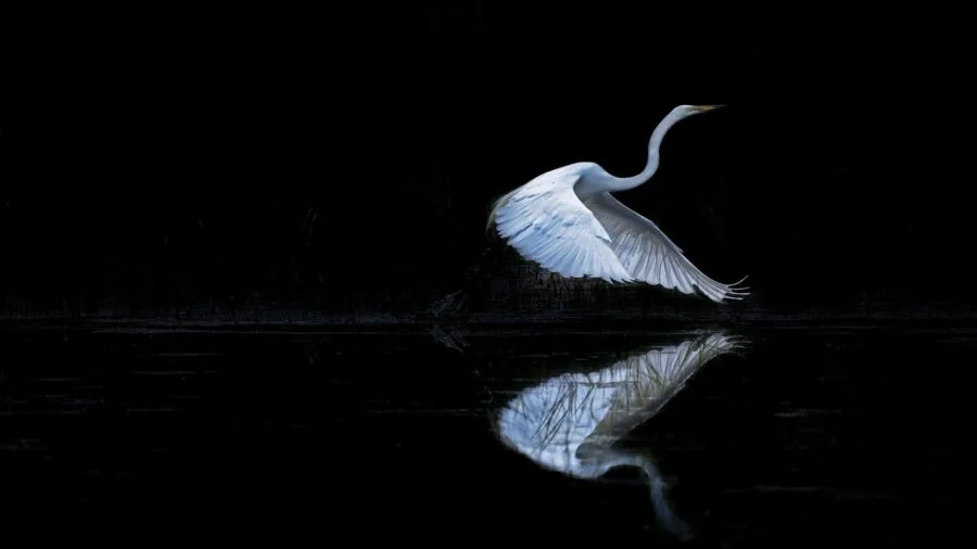 Wildlife photographer with telephoto lens tracking a bird in flight through natural landscape